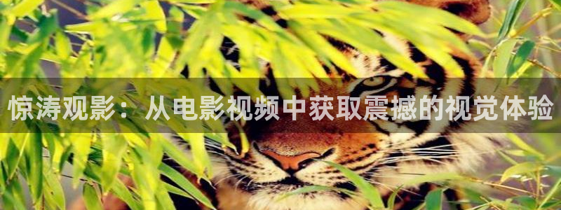 黑樱桃视频